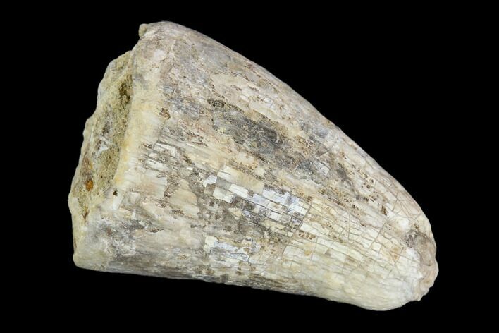 Bargain, Fossil Deinosuchus Tooth - Aguja Formation, Texas #116668